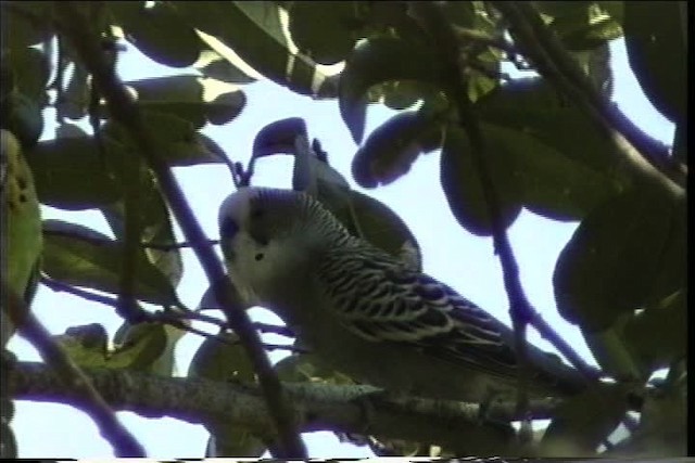 Budgerigar - ML436269