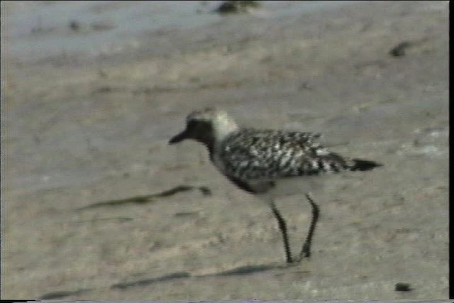 Black-bellied Plover - ML436270