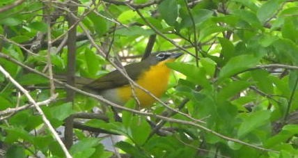 Yellow-breasted Chat - Annette Daughdrill