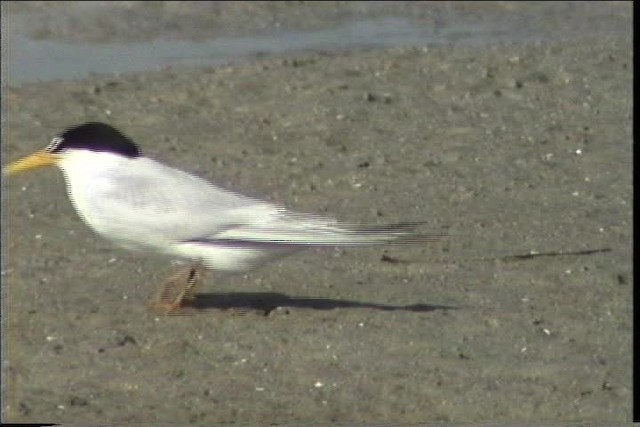 Least Tern - ML436271