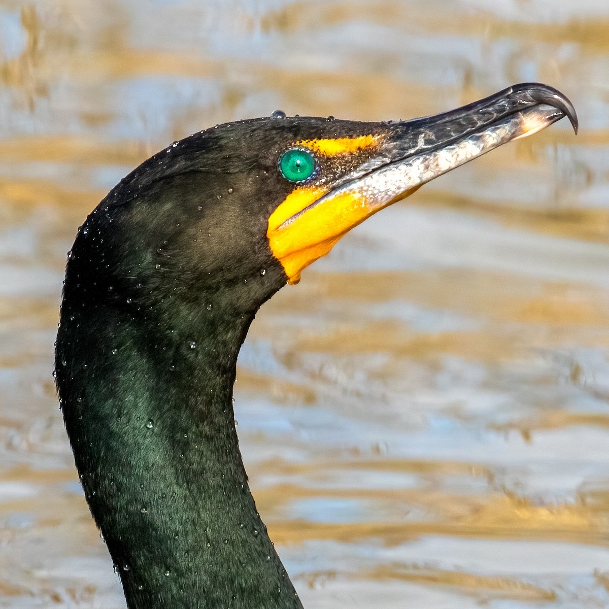 Double-crested Cormorant - ML436271721