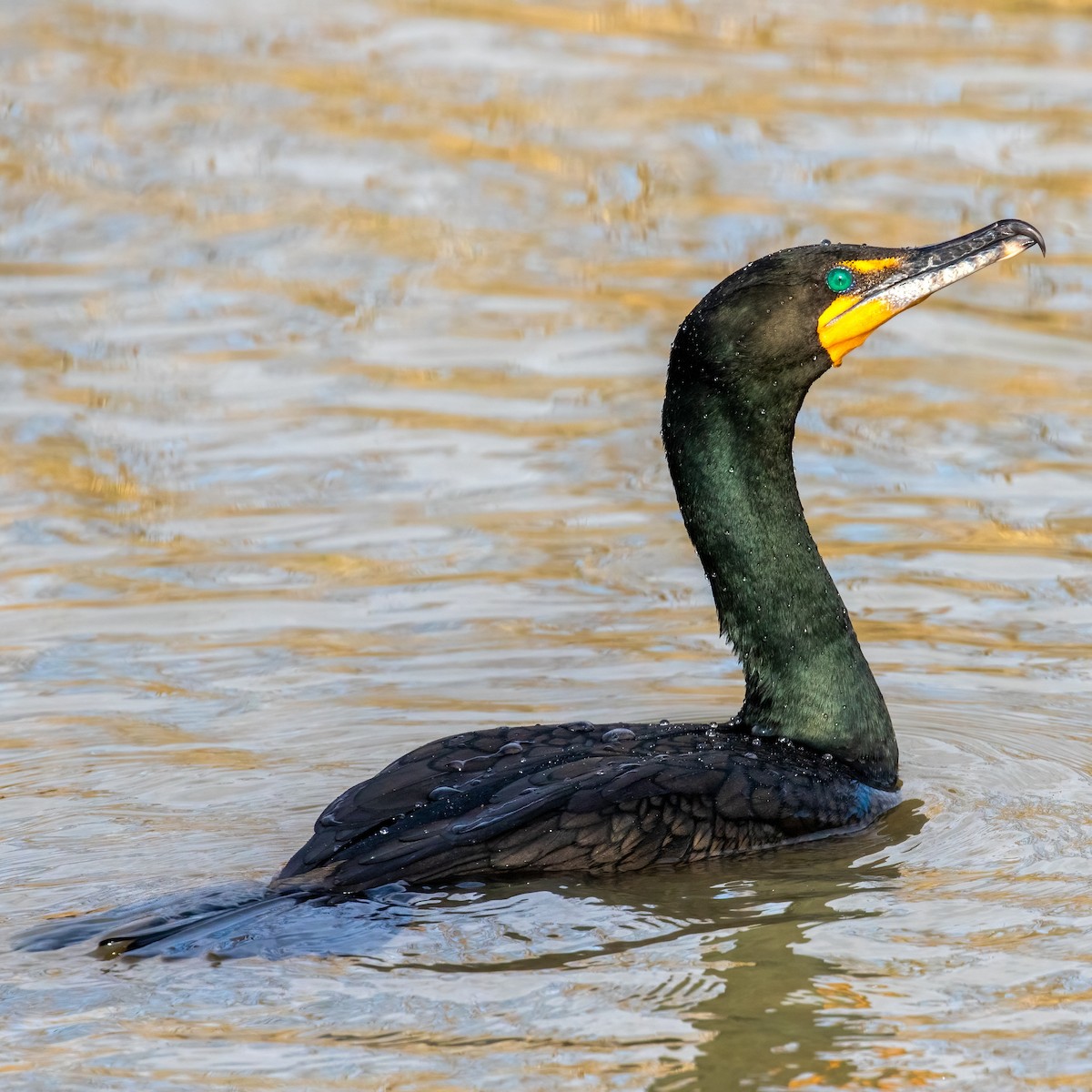 Double-crested Cormorant - ML436271771