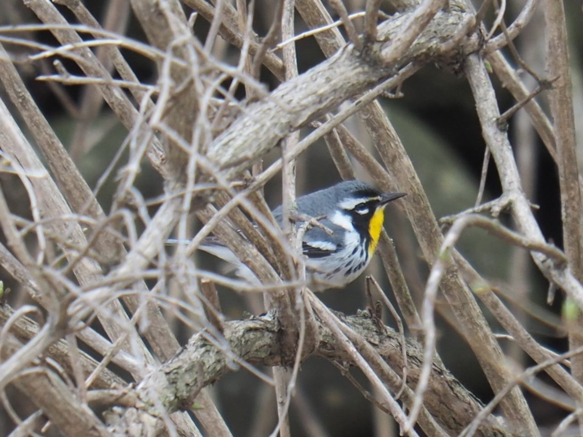 Yellow-throated Warbler - ML436273081