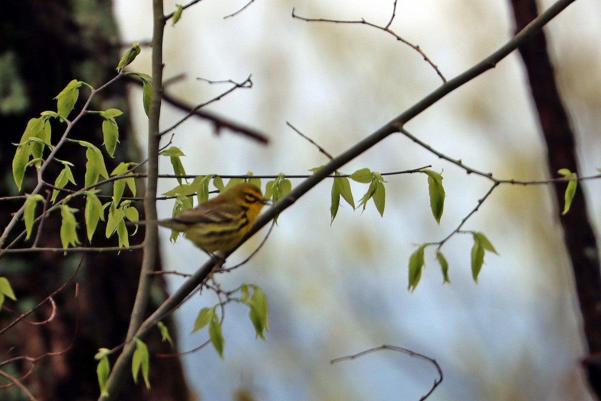 Prairie Warbler - ML436275201