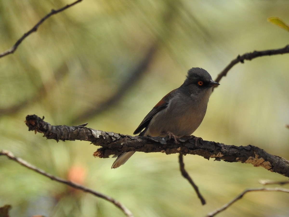 Yellow-eyed Junco - ML436275421