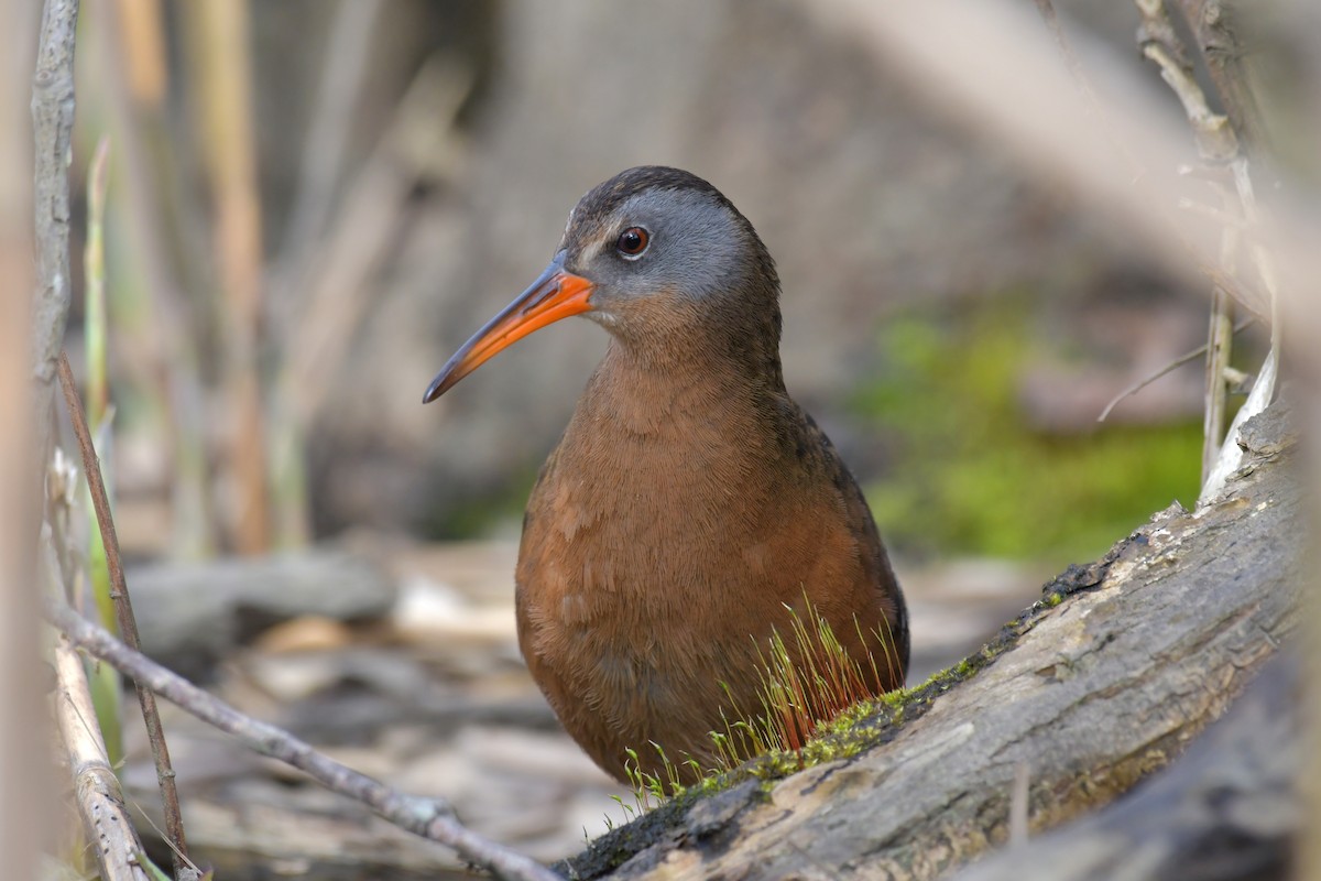 Virginia Rail - Sam Miller