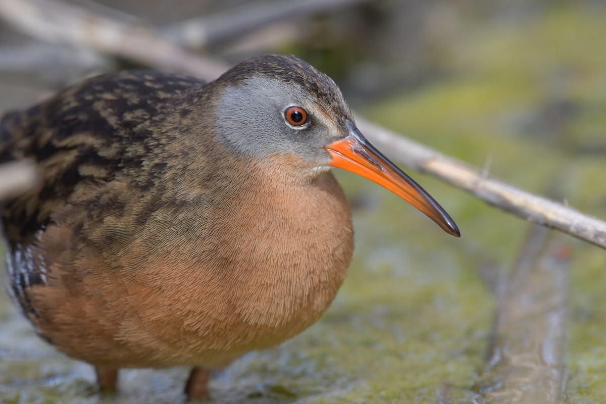 Virginia Rail - ML436275691