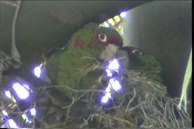 Conure mitrée - ML436276