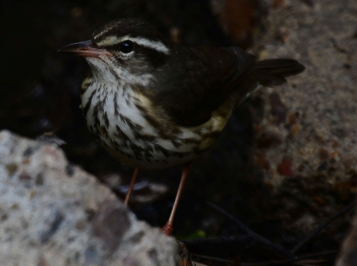 Louisiana Waterthrush - ML436276031