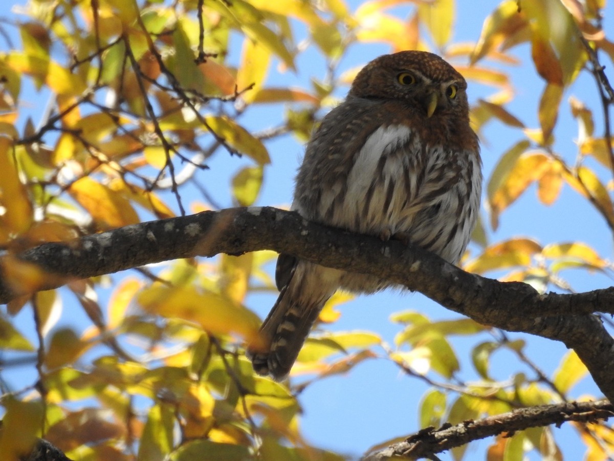 Northern Pygmy-Owl - ML436276061