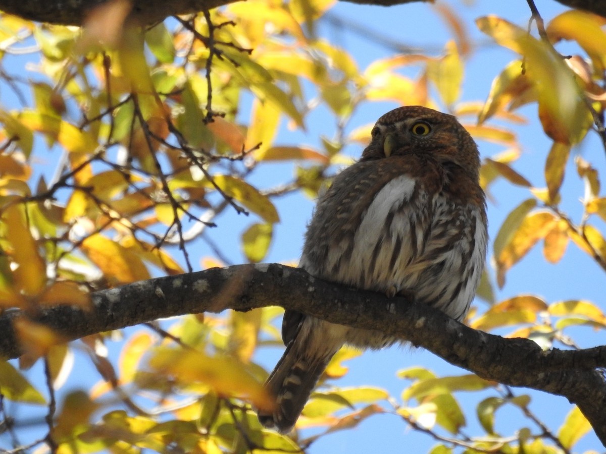Northern Pygmy-Owl - ML436276071