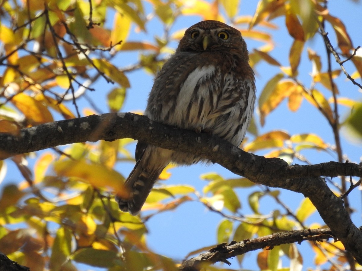 Northern Pygmy-Owl - ML436276081