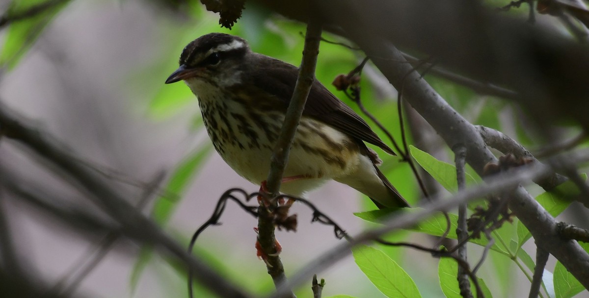 Reinita Charquera de Luisiana - ML436276121