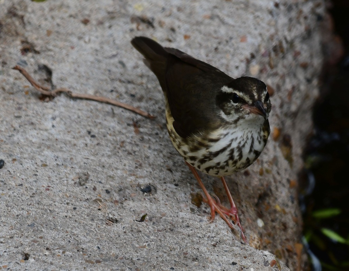 Louisiana Waterthrush - ML436276141