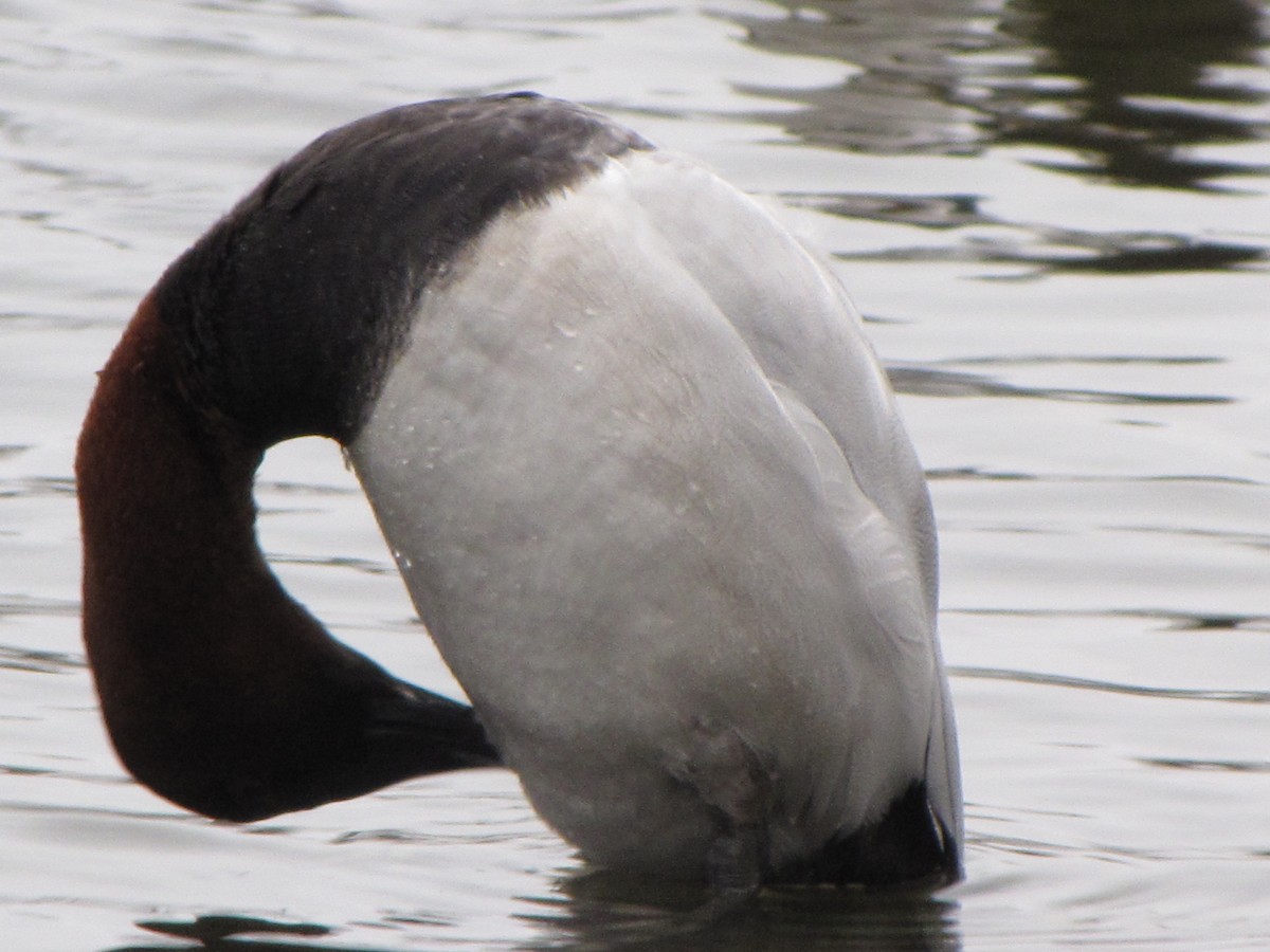 Canvasback - ML43627621