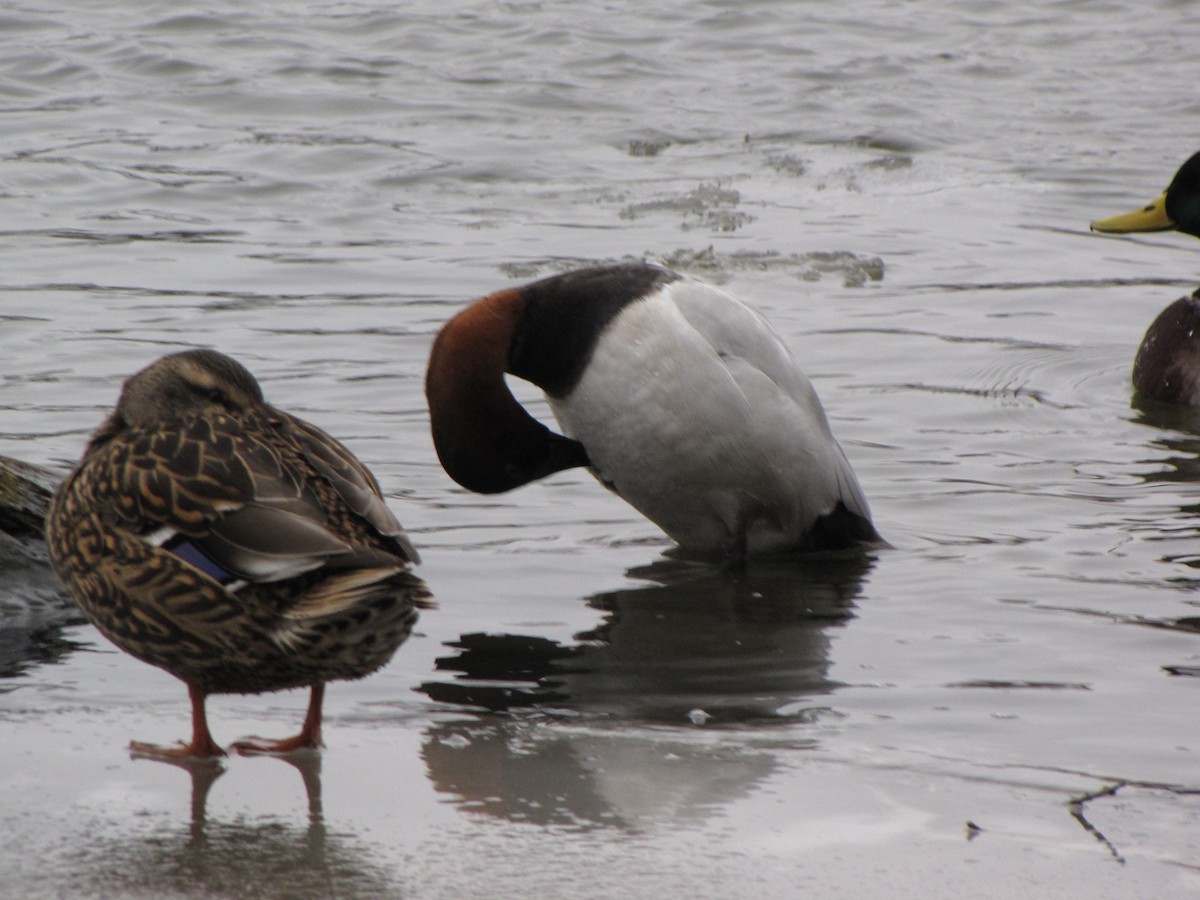Canvasback - ML43627631