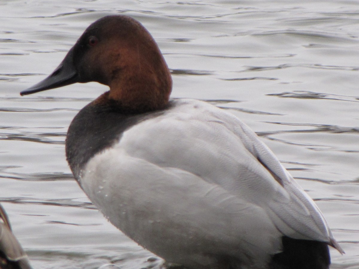 Canvasback - ML43627641
