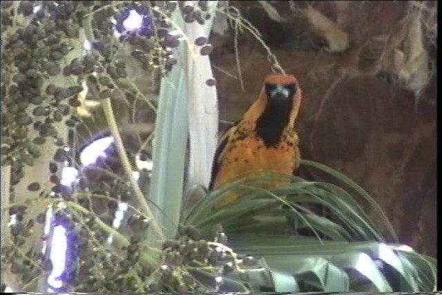 Spot-breasted Oriole - ML436277