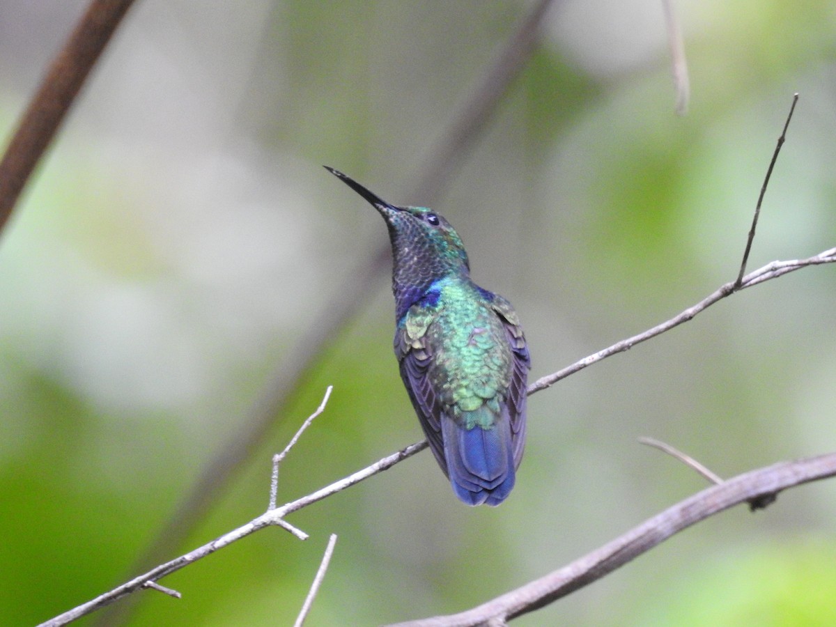 Fork-tailed Woodnymph - ML436277591