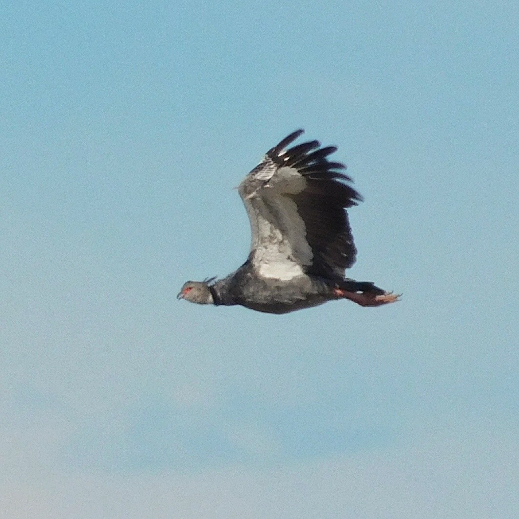 Southern Screamer - ML436277751