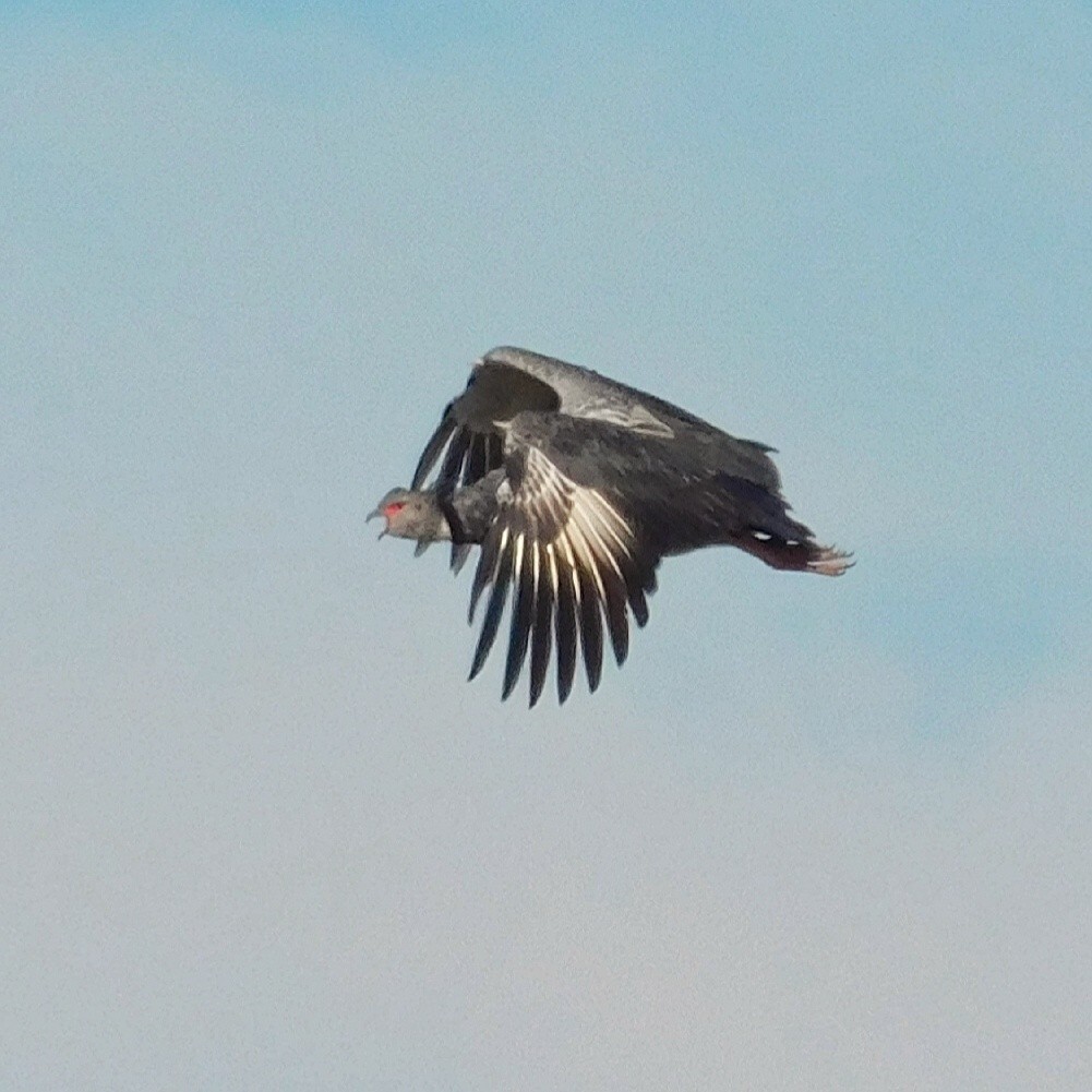 Southern Screamer - ML436277801