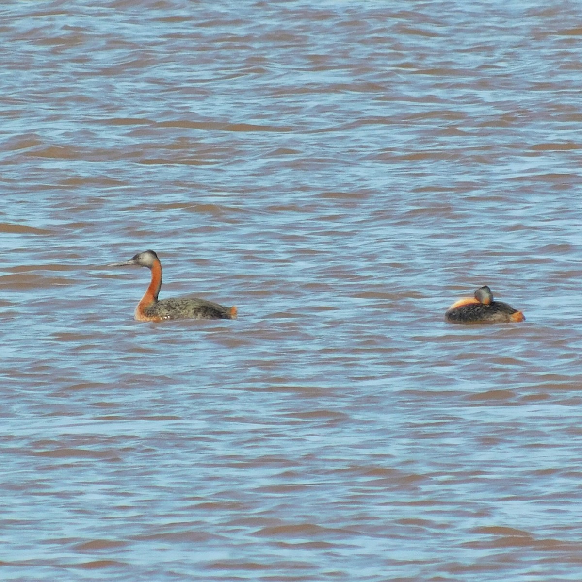 Great Grebe - ML436277831