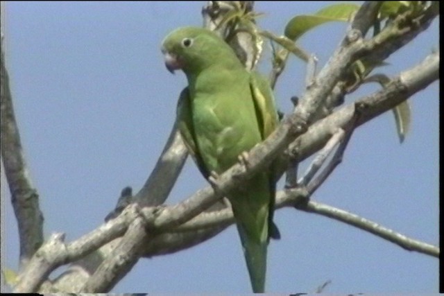 White-winged Parakeet - ML436278