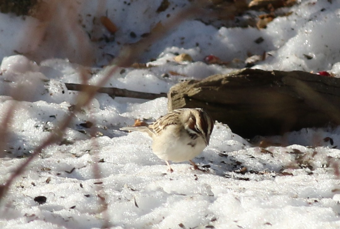 Lark Sparrow - Margaret Viens