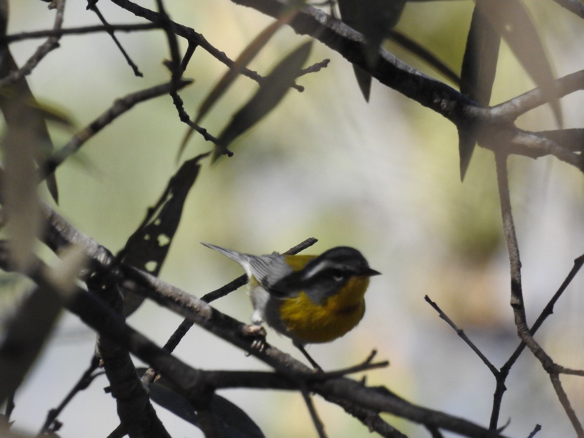 Crescent-chested Warbler - ML436279281
