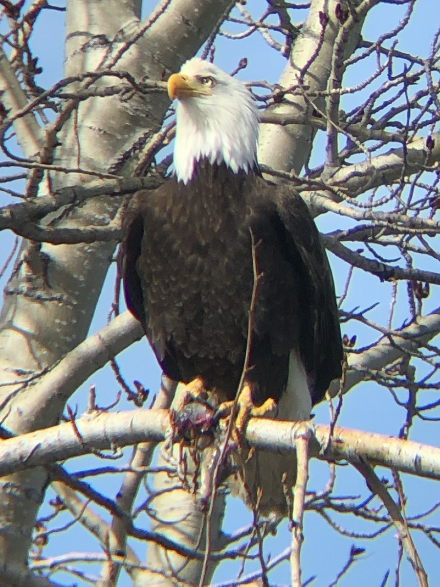 Bald Eagle - ML436279431