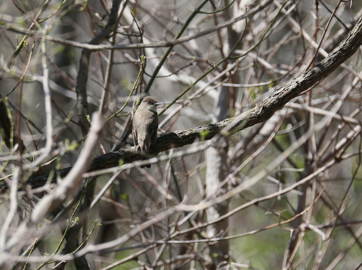 Eastern Phoebe - ML436279701