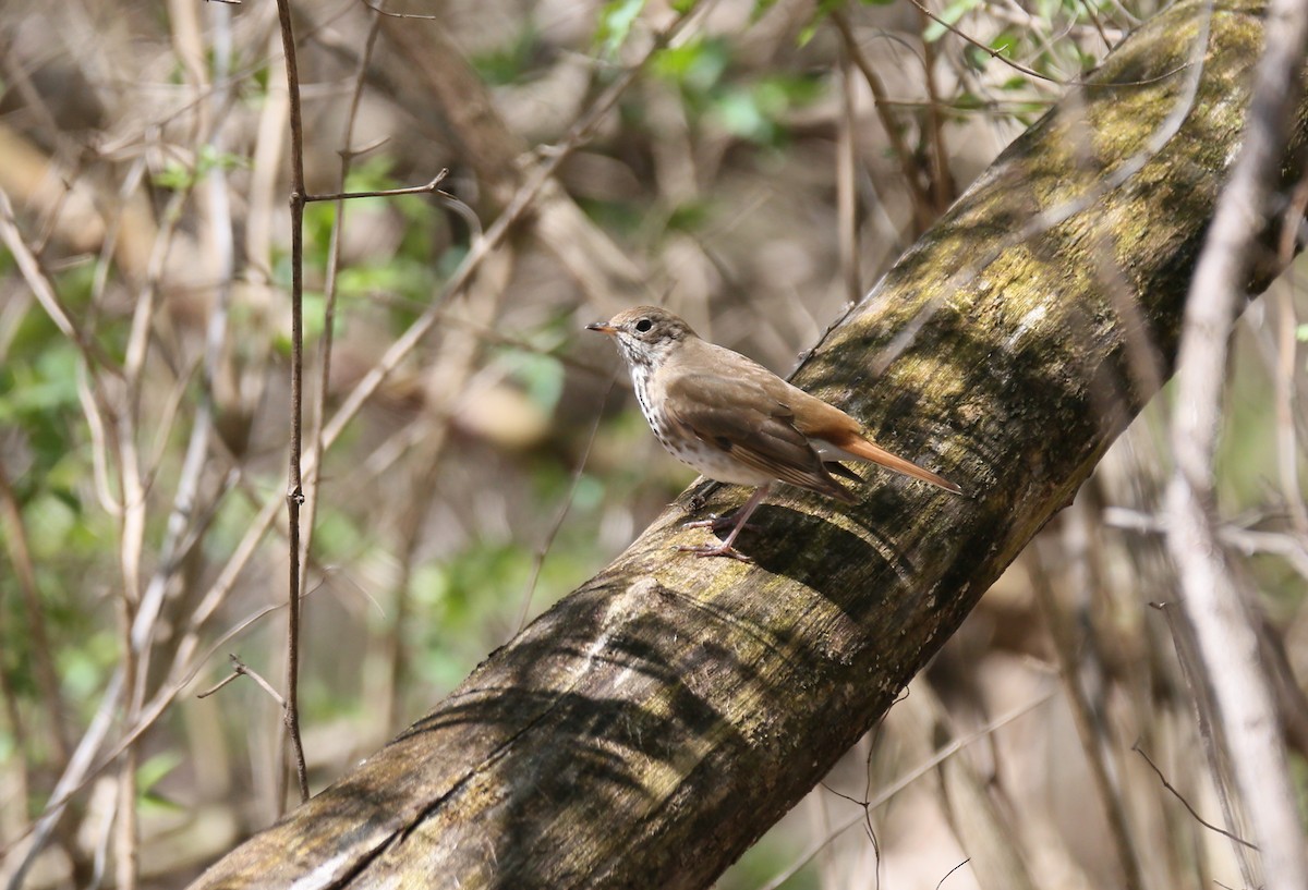 Hermit Thrush - ML436279811