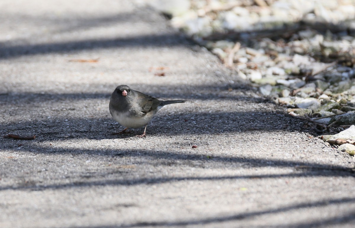 Junco ardoisé - ML436279961