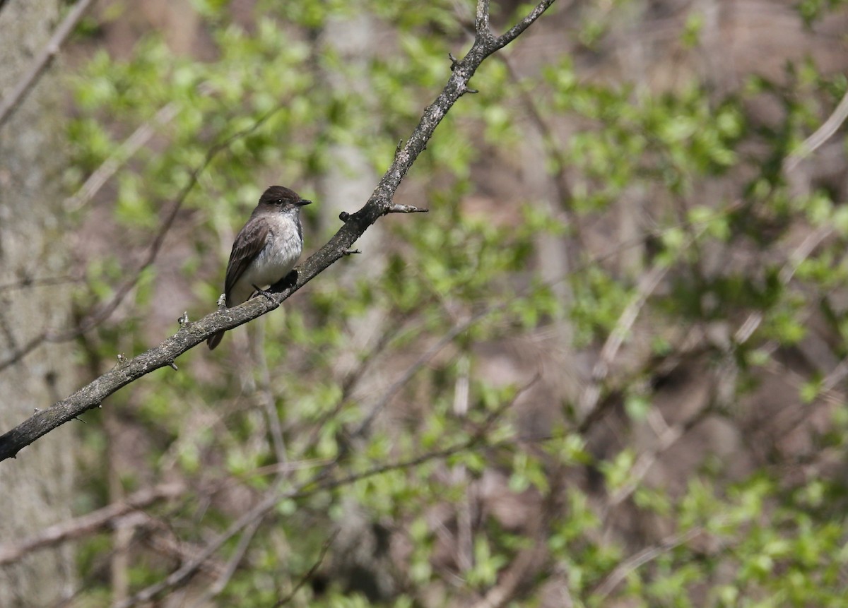 Eastern Phoebe - Ron Sempier