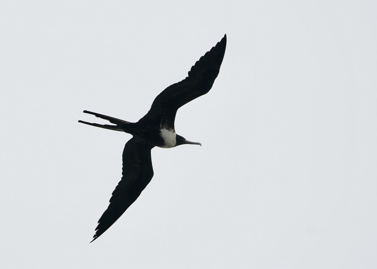 Magnificent Frigatebird - ML436280701