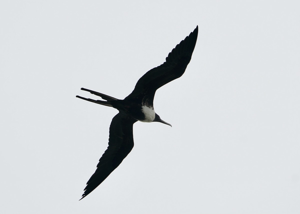 Magnificent Frigatebird - ML436280711