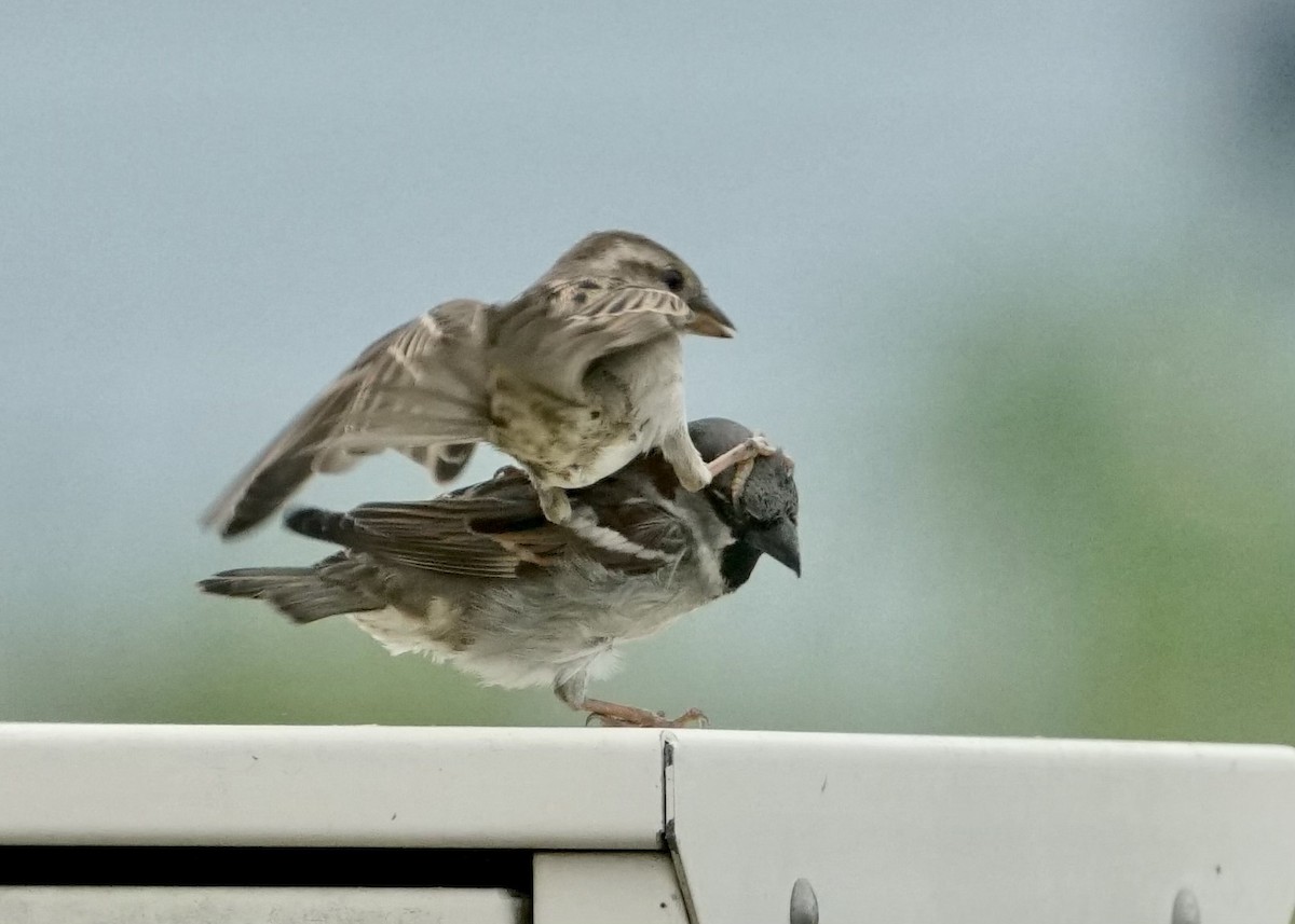 House Sparrow - ML436280951