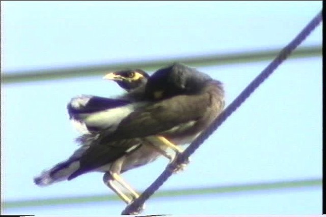 Common Myna - ML436281