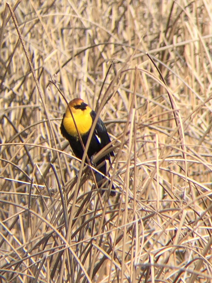 vlhovec žlutohlavý - ML436281681