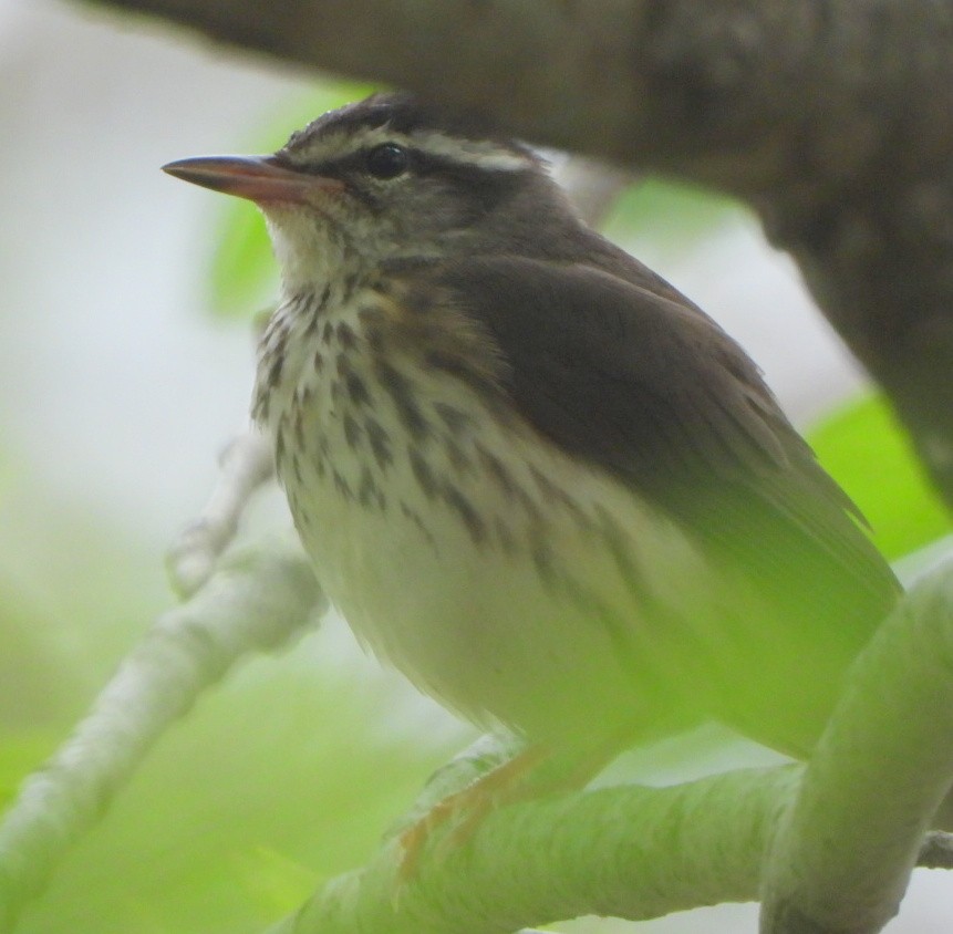 Louisiana Waterthrush - ML436283021