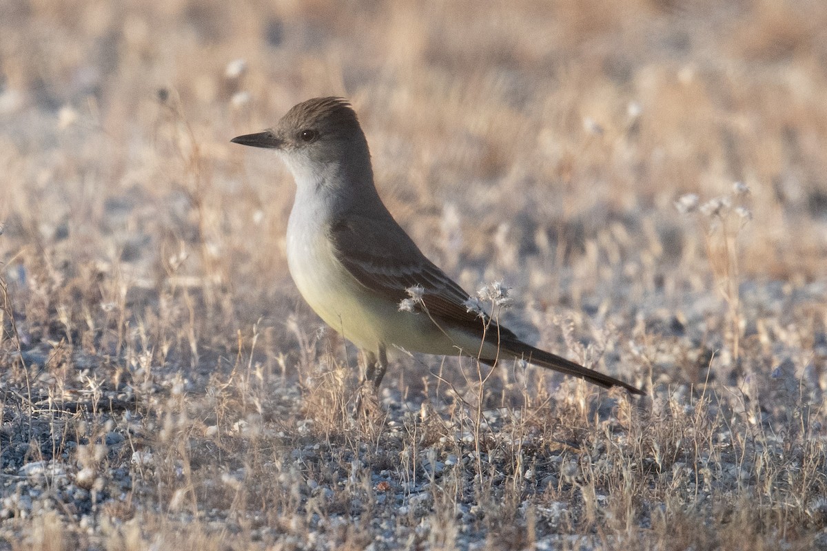 Ash-throated Flycatcher - ML436283411