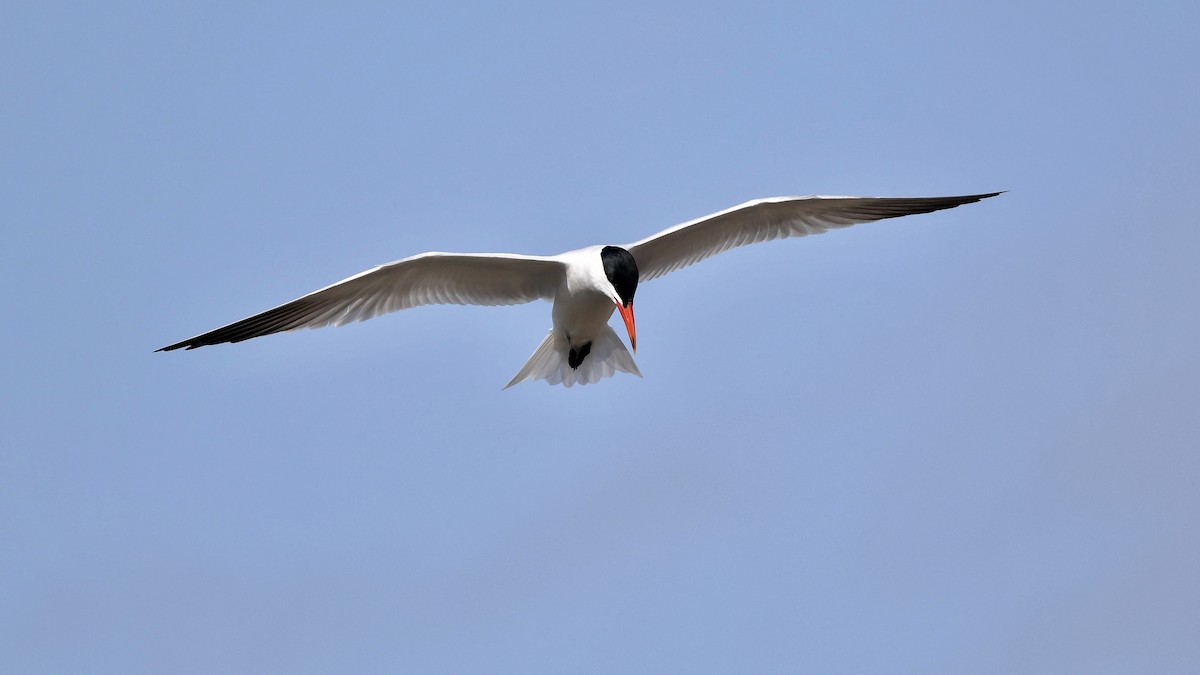 Caspian Tern - Bill Massaro