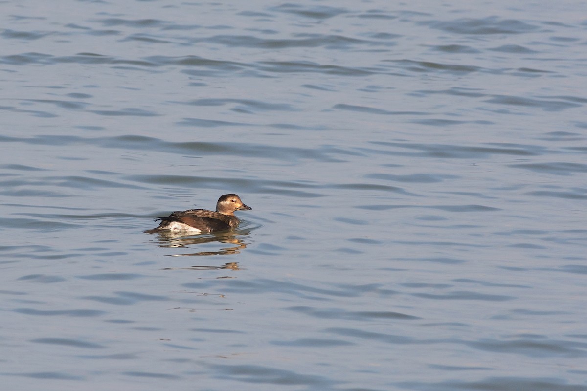 Long-tailed Duck - ML43628501