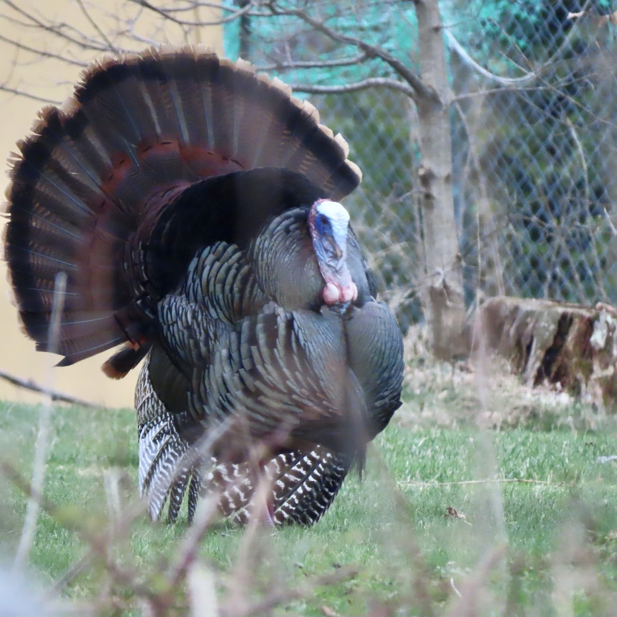 Wild Turkey - ML436286031