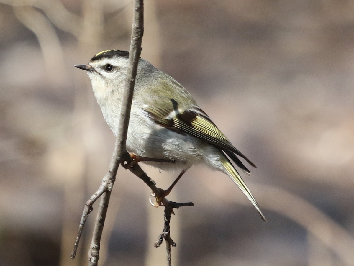 Golden-crowned Kinglet - Kernan Bell