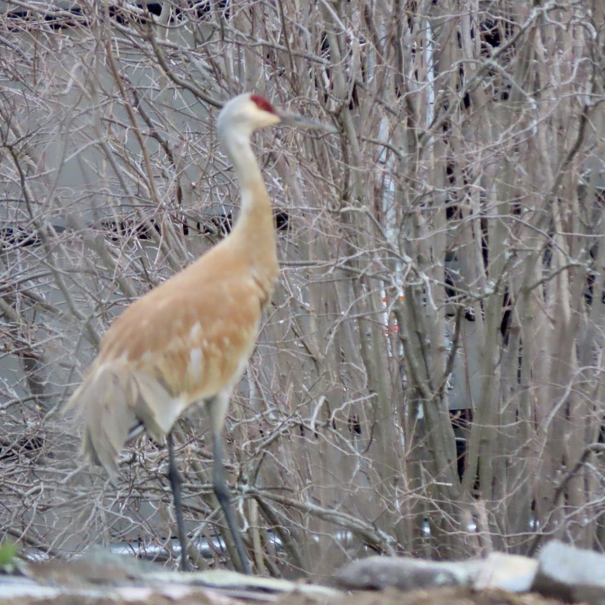 Sandhill Crane - ML436286101