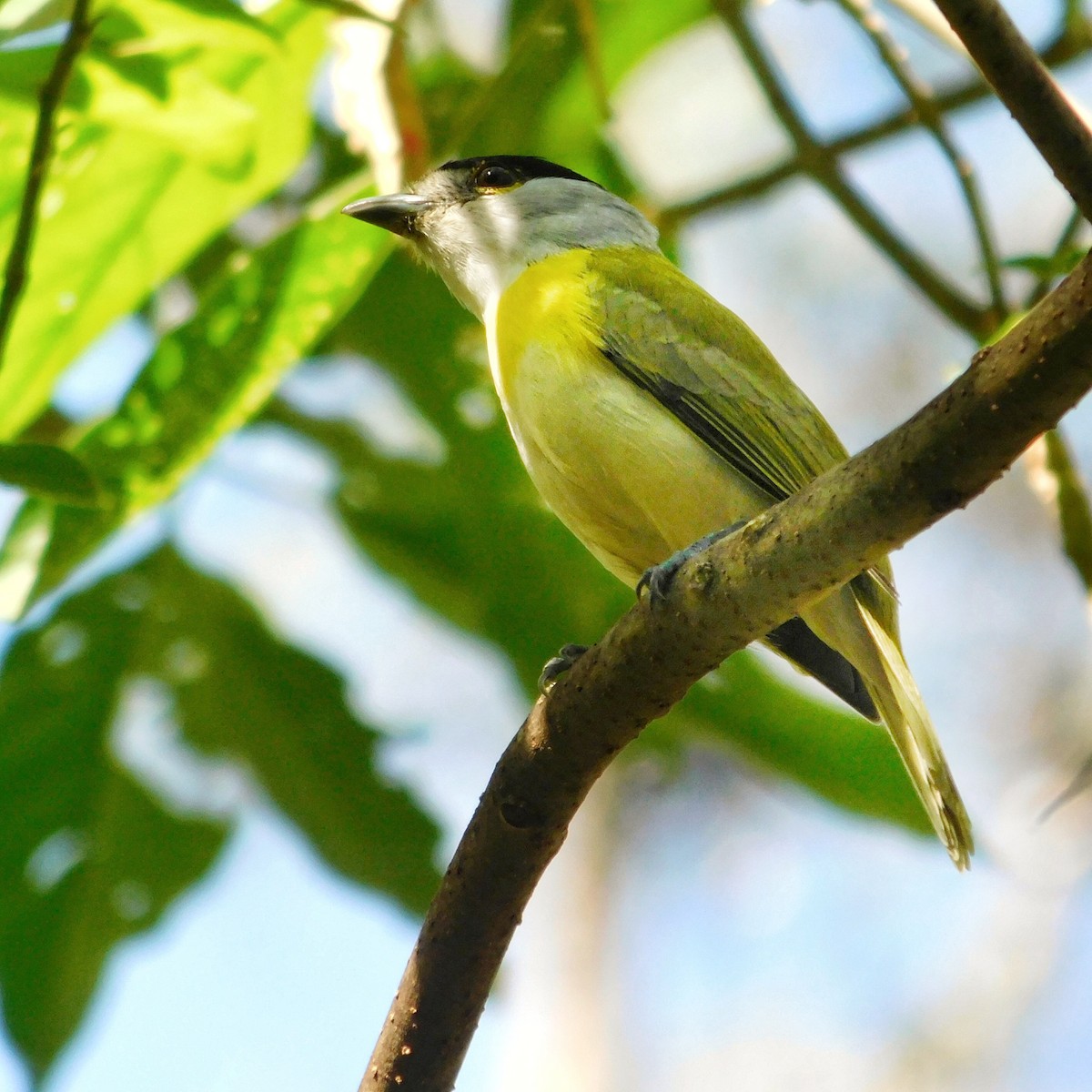 Green-backed Becard - ML436286241