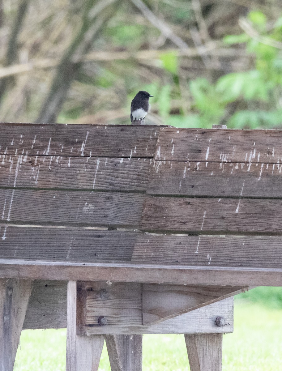 Black Phoebe - ML436286381