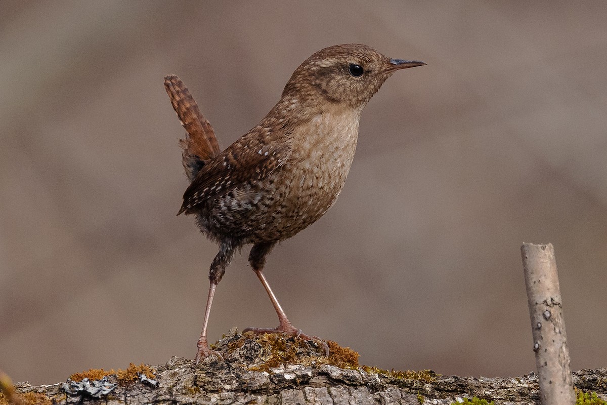 Winter Wren - ML436287331