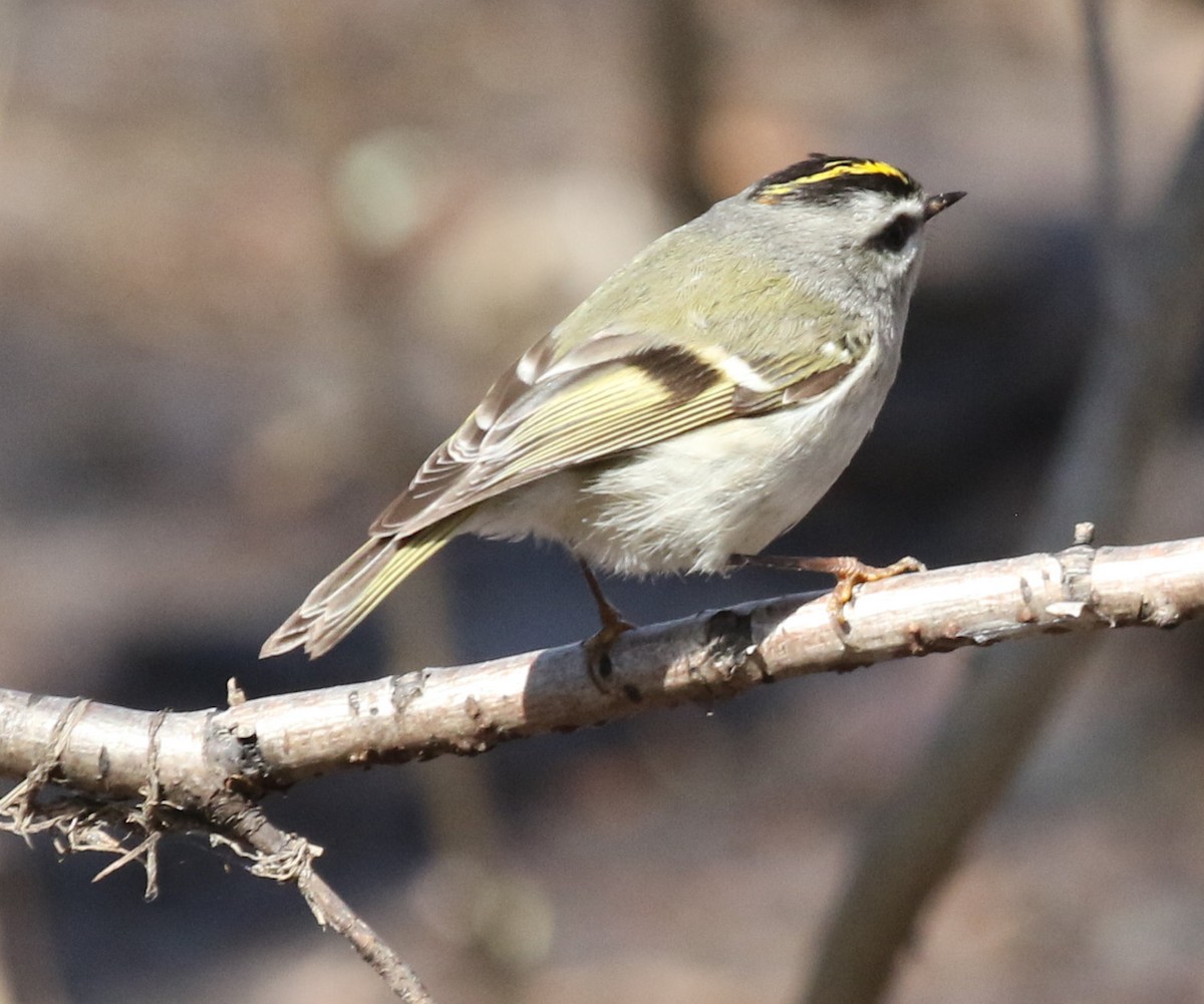 Golden-crowned Kinglet - ML436288101